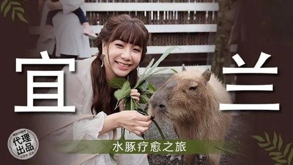 宜兰 水豚疗愈之旅